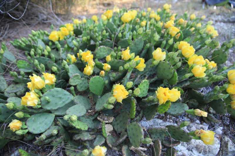 Новые виды растений, ловушки на кота и борьба за &laquo;правильного туриста&raquo;: природный парк под Новороссийском открывает свои секреты