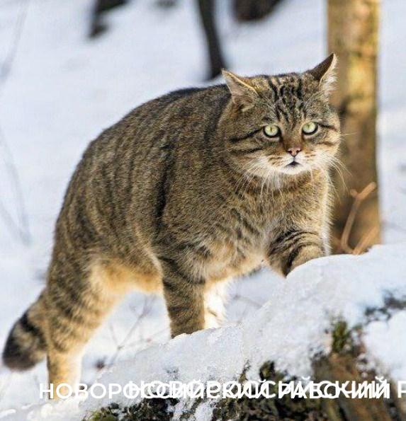Новые виды растений, ловушки на кота и борьба за &laquo;правильного туриста&raquo;: природный парк под Новороссийском открывает свои секреты