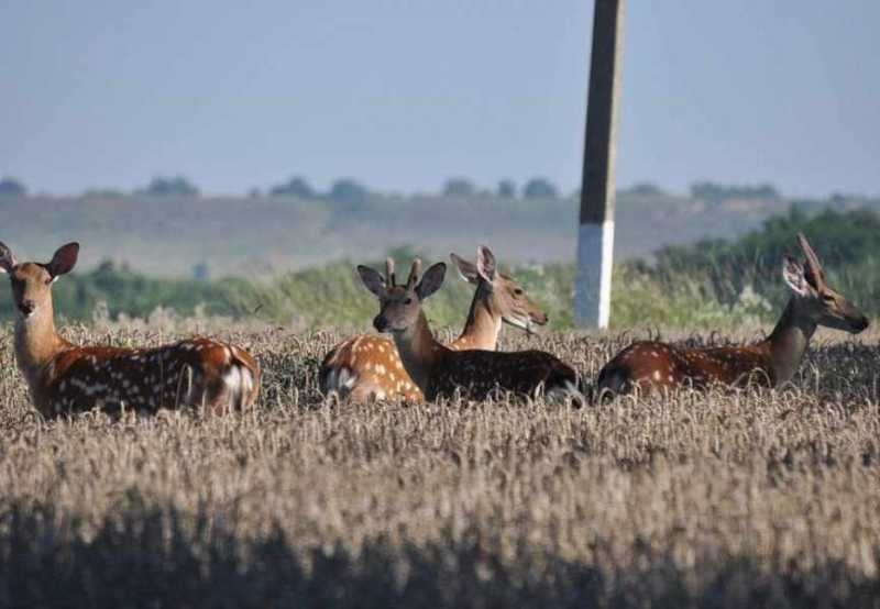 Новые виды растений, ловушки на кота и борьба за &laquo;правильного туриста&raquo;: природный парк под Новороссийском открывает свои секреты