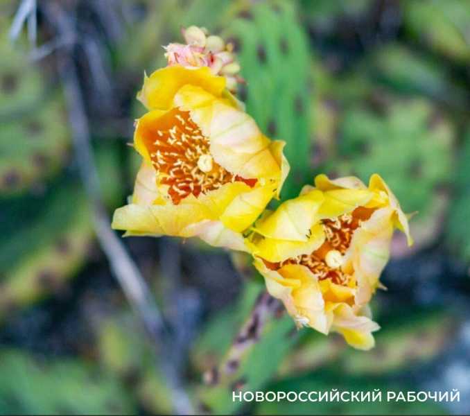 Новые виды растений, ловушки на кота и борьба за &laquo;правильного туриста&raquo;: природный парк под Новороссийском открывает свои секреты