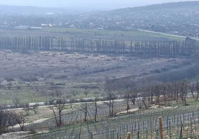 Под Новороссийском зацвел молодой миндальный сад Владимира Орехова