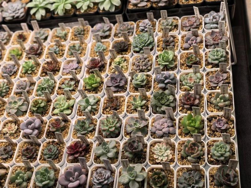 Советы для счастливых обладателей литопсов, &laquo;живых камней&raquo;, от профессиональных цветоводов