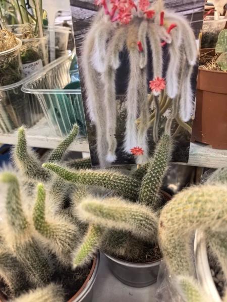 Советы для счастливых обладателей литопсов, &laquo;живых камней&raquo;, от профессиональных цветоводов