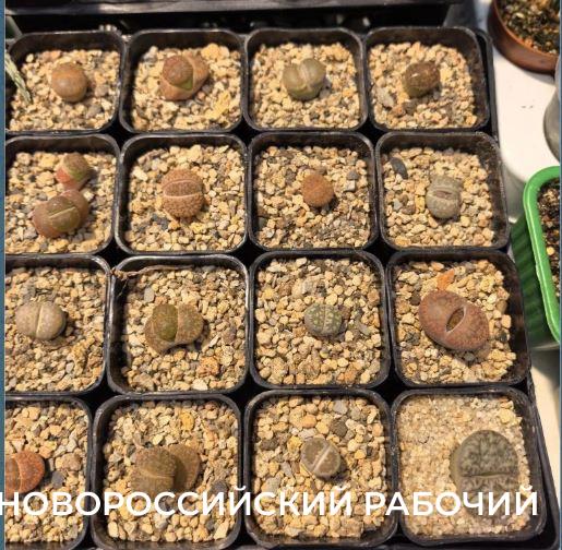 Советы для счастливых обладателей литопсов, &laquo;живых камней&raquo;, от профессиональных цветоводов