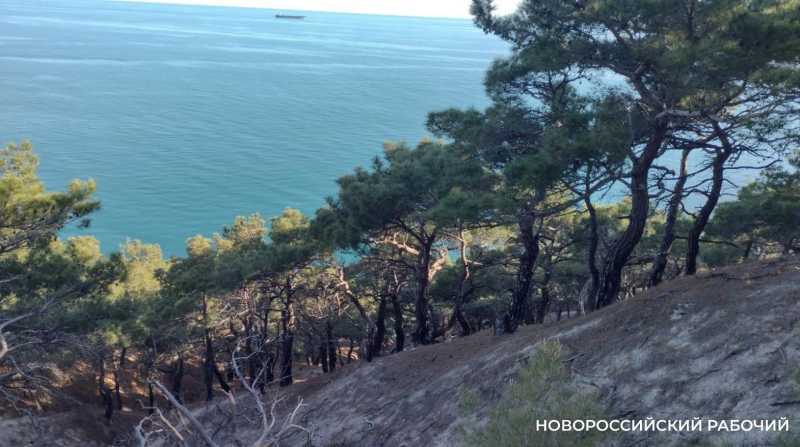 Стало известно, что убивает можжевельники в Новороссийске