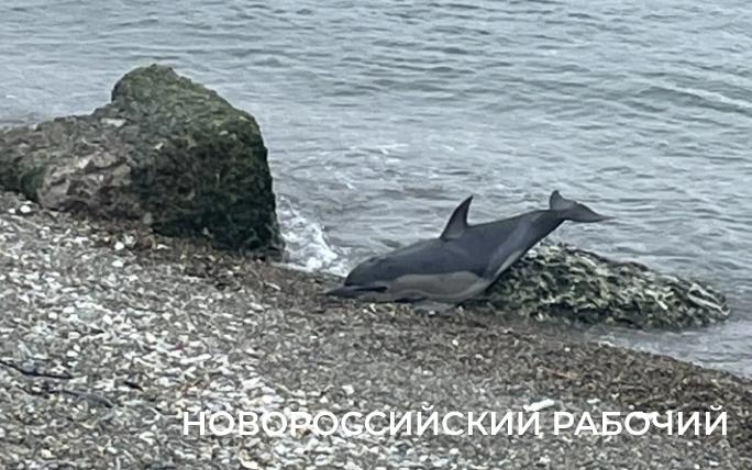 В центре набережной Новороссийска дети нашли мертвых дельфинов