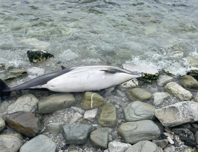 В центре набережной Новороссийска дети нашли мертвых дельфинов