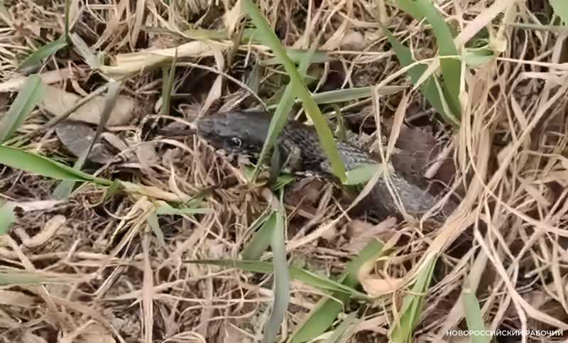 В лесах Новороссийска обнаружили новый вид гадюки. Остальные гады тоже проснулись! &nbsp;