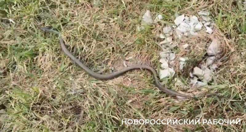 В лесах Новороссийска обнаружили новый вид гадюки. Остальные гады тоже проснулись! &nbsp;