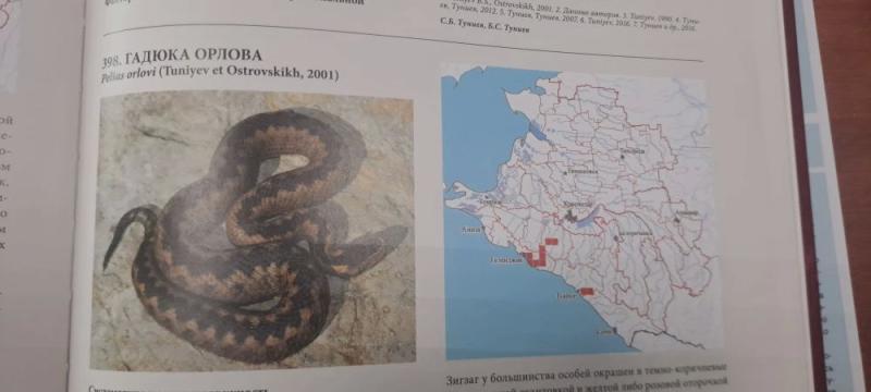 В лесах Новороссийска обнаружили новый вид гадюки. Остальные гады тоже проснулись! &nbsp;
