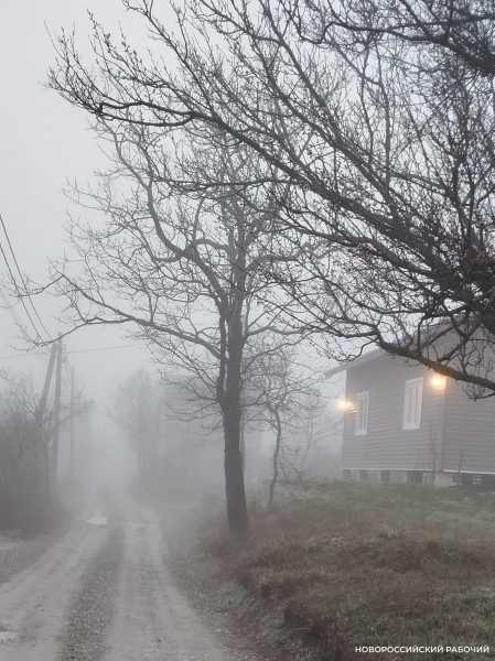 В Новороссийск пришел туман за &hellip; абрикосами