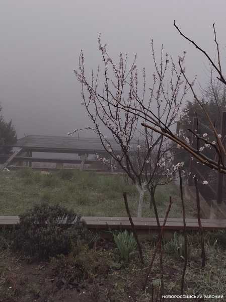 В Новороссийск пришел туман за &hellip; абрикосами