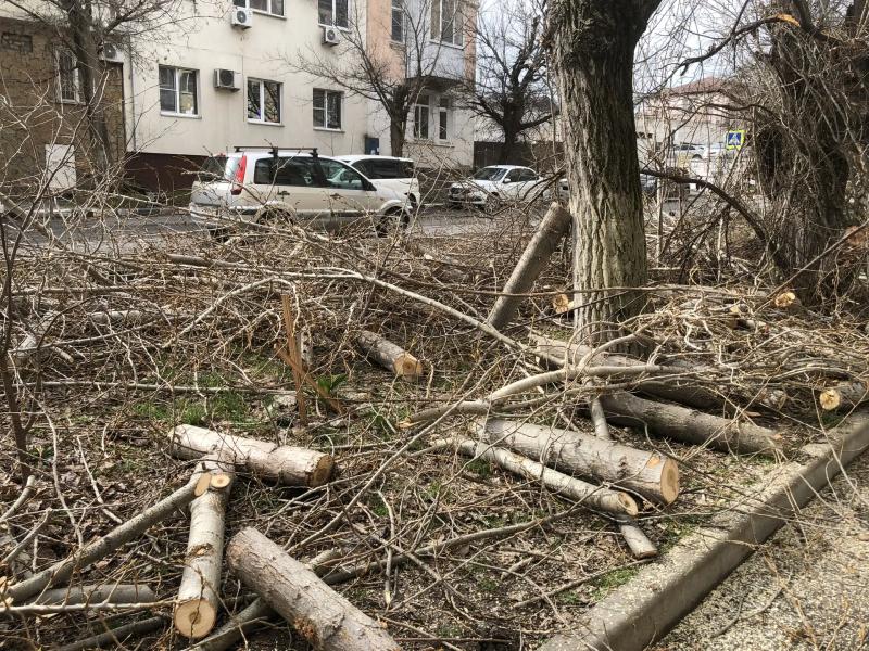 В Новороссийске хотят сделать борьбу с ветками выгодной для малого бизнеса