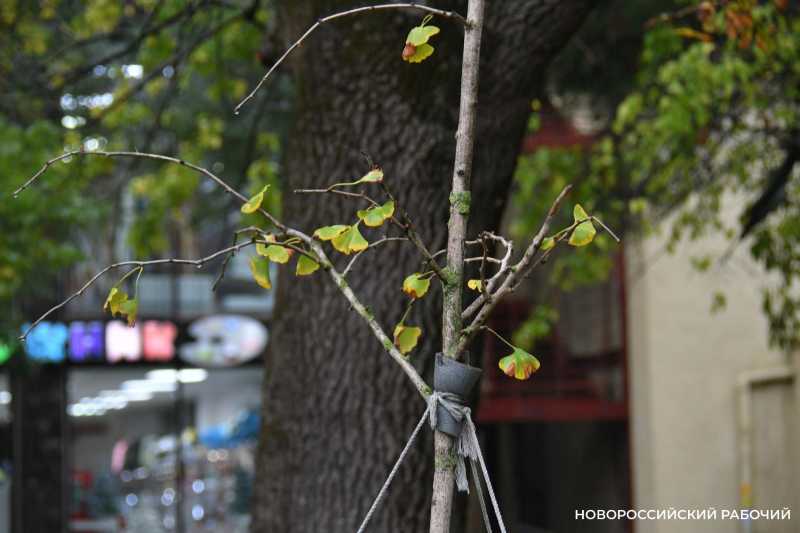 В Новороссийске не знают где, когда и сколько деревьев высадят