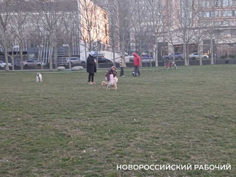 В Новороссийске появились урны для собак