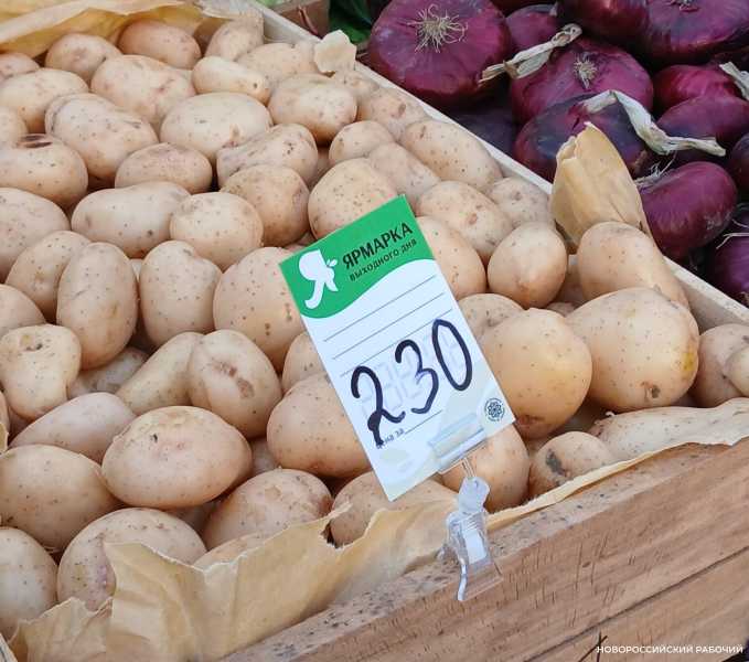 В Новороссийске продают тепличную картошку