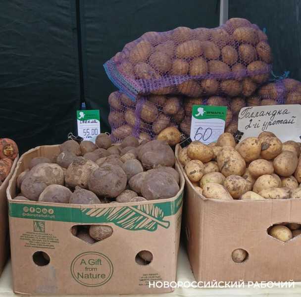 В Новороссийске продают тепличную картошку