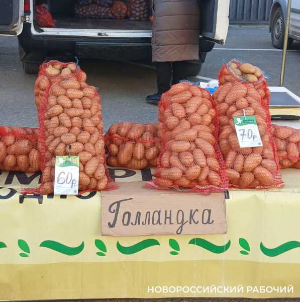 В Новороссийске продают тепличную картошку