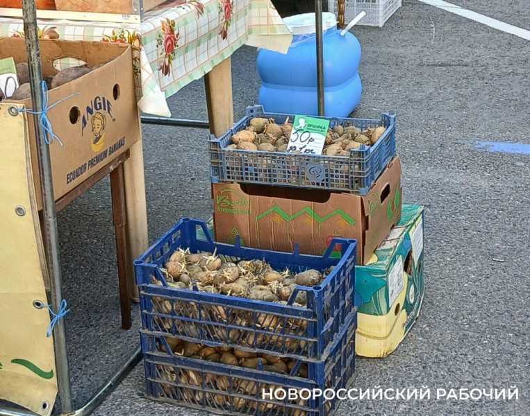 В Новороссийске продают тепличную картошку