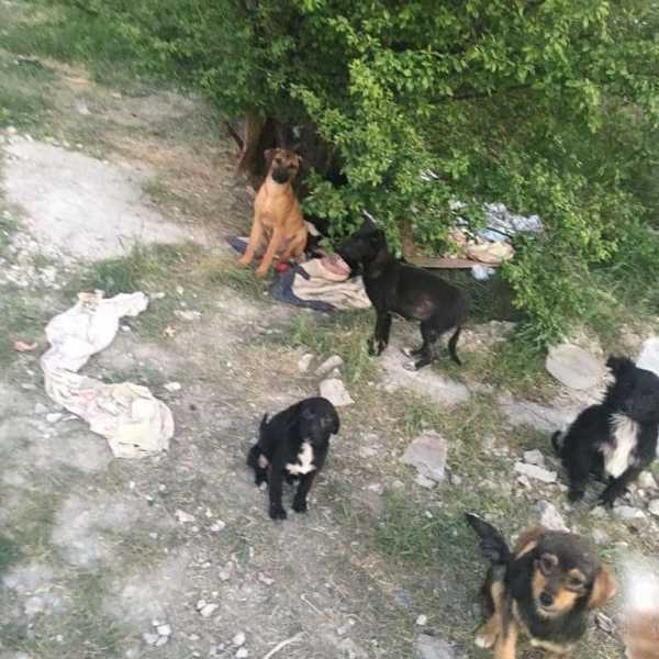 В Новороссийске собака-«людоед» покусала пять человек