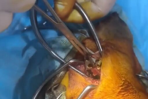 В Новороссийске собаку расстреляли из арбалета. Стрелка ищут