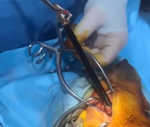 В Новороссийске собаку расстреляли из арбалета. Стрелка ищут