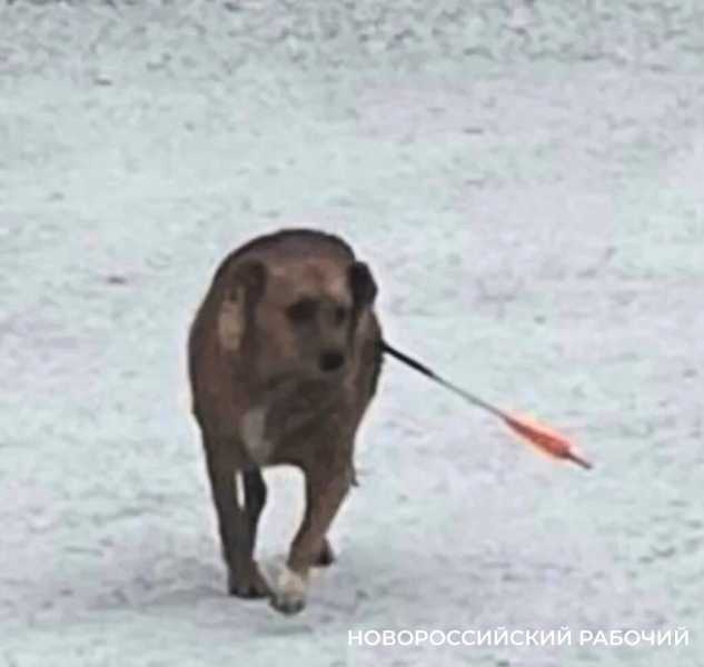 В Новороссийске собаку расстреляли из арбалета. Стрелка ищут