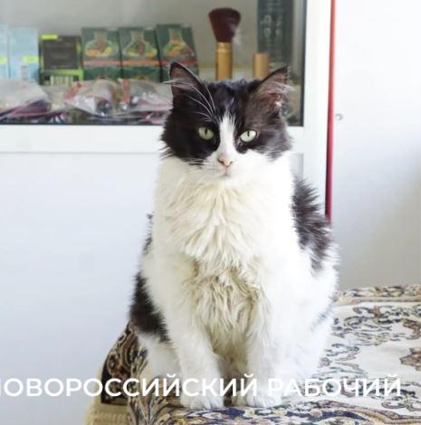 В Новороссийске спасенная кошка работала &laquo;начальником отдела кадров&raquo; магазина