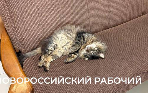 В Новороссийске спасенная кошка работала &laquo;начальником отдела кадров&raquo; магазина