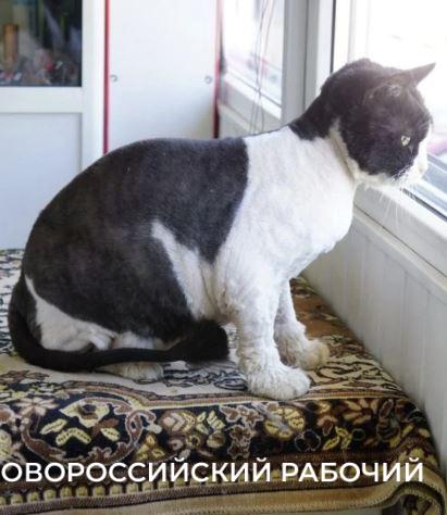 В Новороссийске спасенная кошка работала &laquo;начальником отдела кадров&raquo; магазина