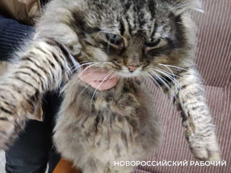 В Новороссийске спасенная кошка работала &laquo;начальником отдела кадров&raquo; магазина