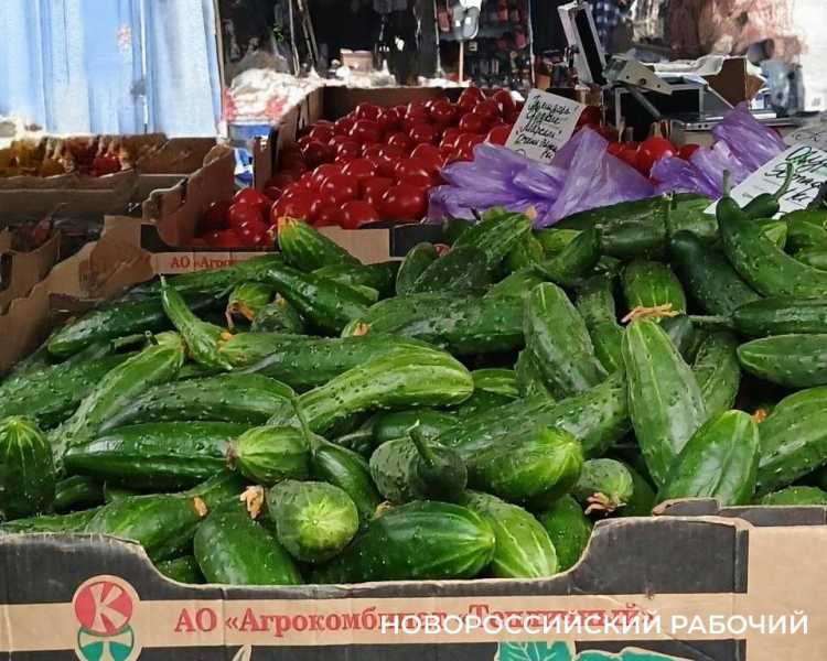 В Новороссийске тепличные огурцы перестали быть &laquo;золотыми&raquo;