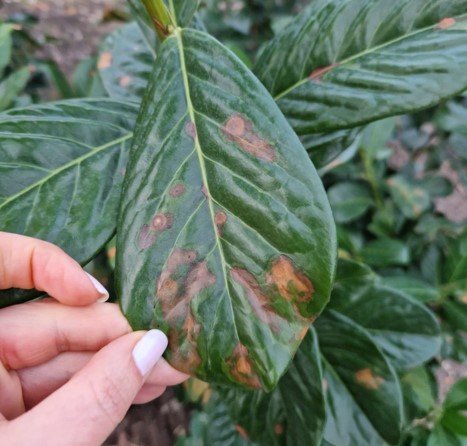 В Новороссийске выкорчевали мертвые кустарники, которые &laquo;украшали&raquo; сквер Брежнева больше года