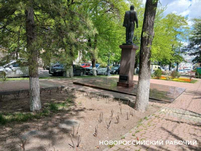 В Новороссийске выкорчевали мертвые кустарники, которые &laquo;украшали&raquo; сквер Брежнева больше года