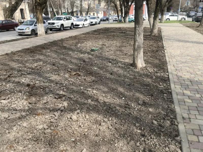 В Новороссийске выкорчевали мертвые кустарники, которые &laquo;украшали&raquo; сквер Брежнева больше года