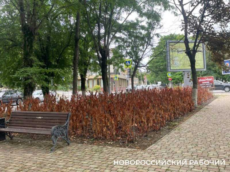 В Новороссийске выкорчевали мертвые кустарники, которые &laquo;украшали&raquo; сквер Брежнева больше года