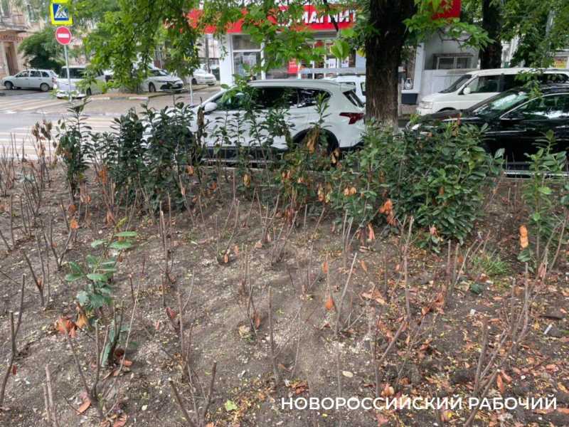 В Новороссийске выкорчевали мертвые кустарники, которые &laquo;украшали&raquo; сквер Брежнева больше года