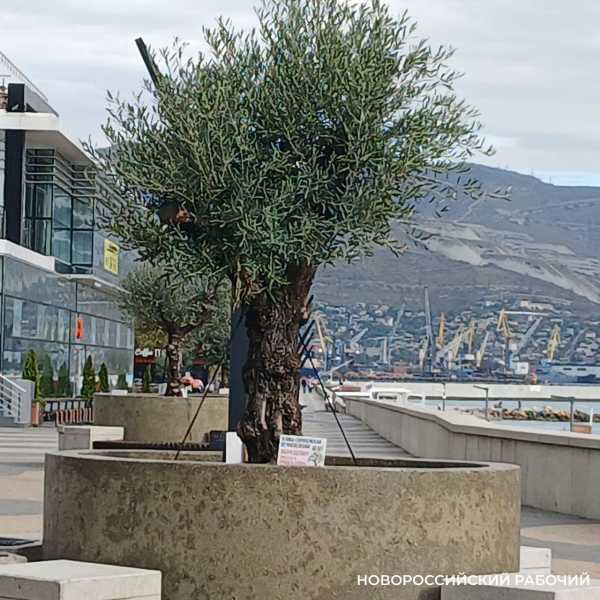 В Новороссийске высаживают оливковую рощу. Завершен эксперимент по выживанию