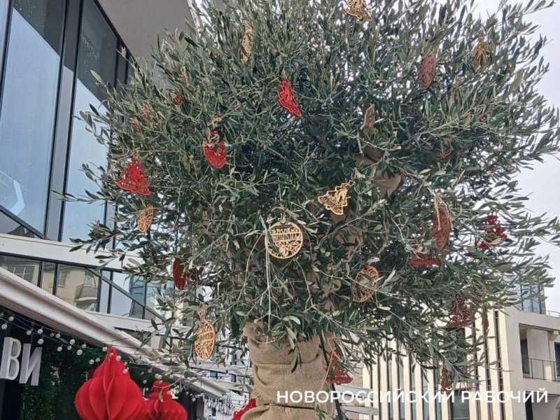 В Новороссийске высаживают оливковую рощу. Завершен эксперимент по выживанию