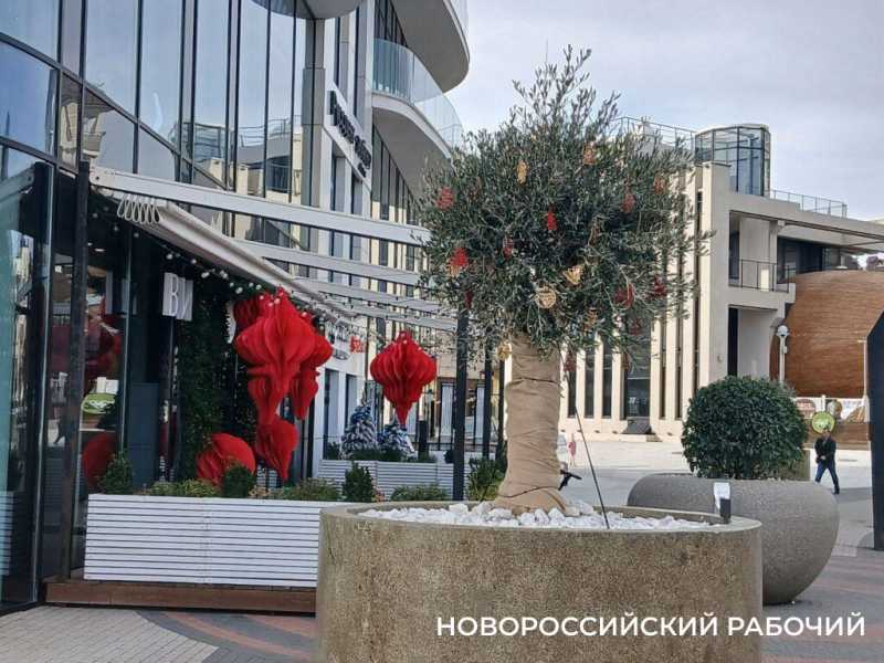 В Новороссийске высаживают оливковую рощу. Завершен эксперимент по выживанию