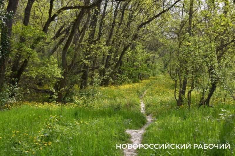 Завтра в Новороссийске скажут последнее «прости и прощай» 16-летней Лизе Карповой