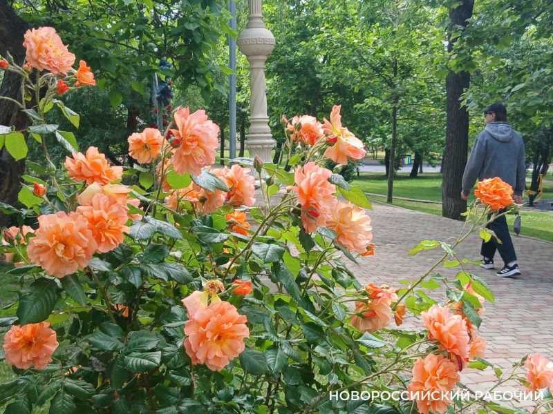 14 апреля 1920 года создана комсомольская организация Новороссийска
