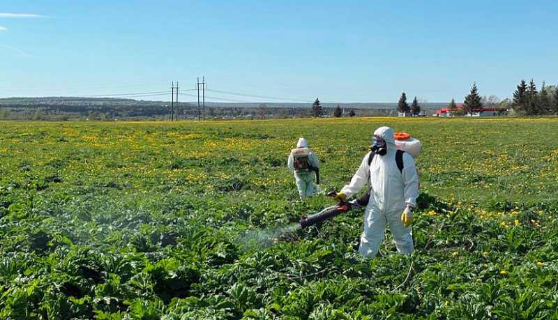 Что вам грозит за сорняк на участке? Эксперты объяснили, как не попасть под санкции по новому закону о борщевике