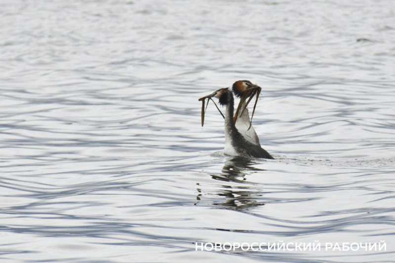 Фотограф &laquo;Новороссийского рабочего&raquo; сделал уникальные фото брачных игр большой поганки
