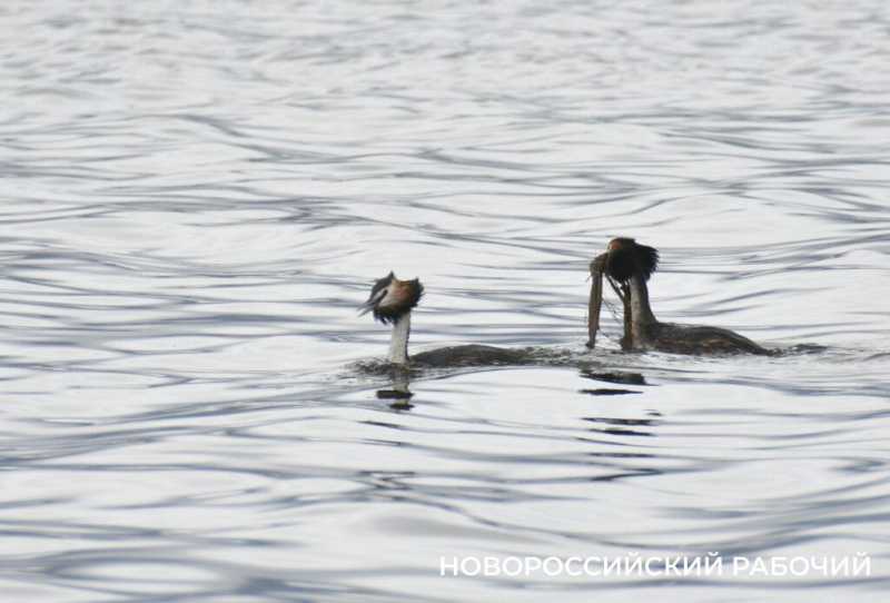 Фотограф &laquo;Новороссийского рабочего&raquo; сделал уникальные фото брачных игр большой поганки