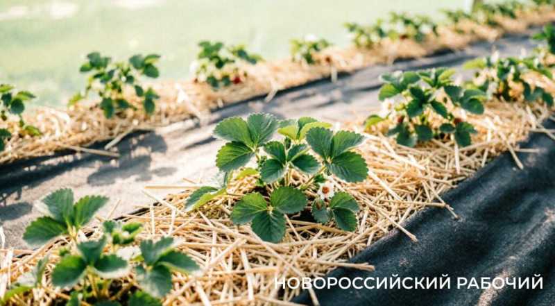 Клубника в апреле: чек-лист весеннего ухода для южных регионов