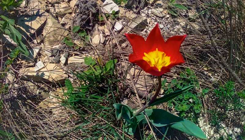 На Кубани зацвели дикие ирисы и уникальные тюльпаны Шренка: не рвите и не покупайте краснокнижные первоцветы