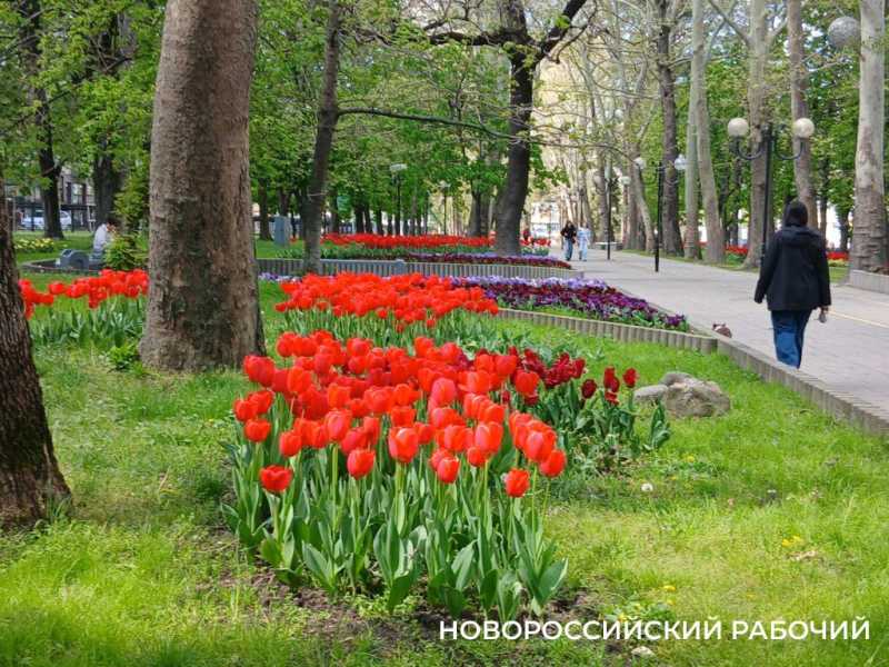 На Парковой аллее Новороссийска праздник тюльпанов!