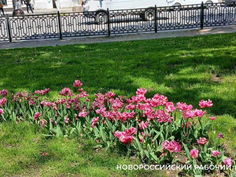 На Парковой аллее Новороссийска праздник тюльпанов!