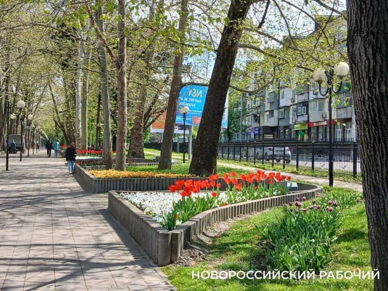 На Парковой аллее Новороссийска праздник тюльпанов!